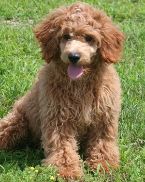 Miniature poodle puppy